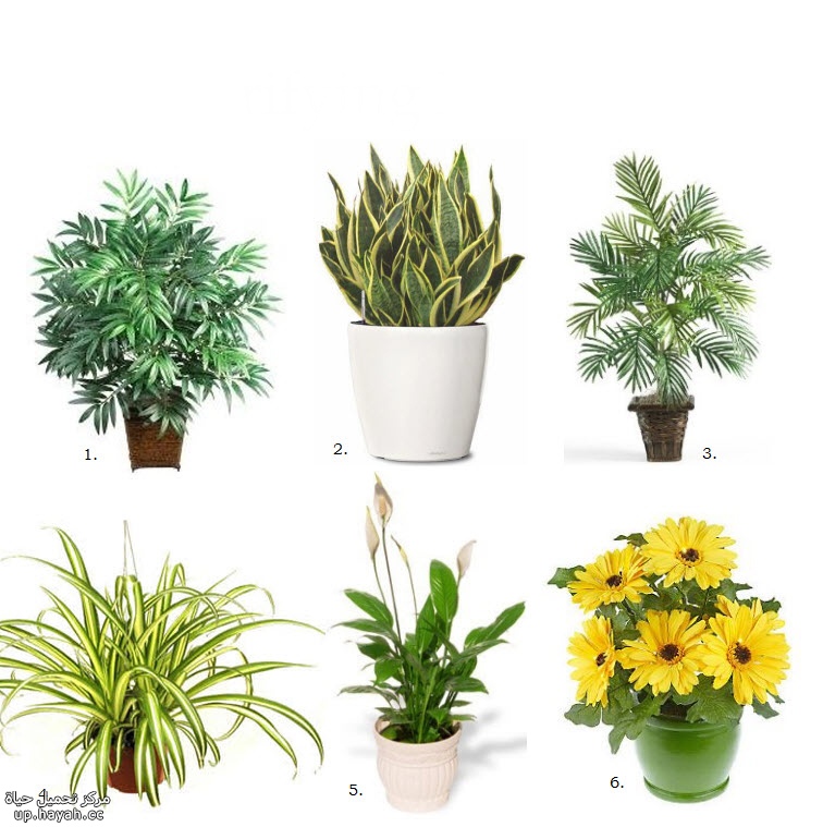 افضل 6 نباتات منزلية لتنقية الهواء 4CrIe.jpg